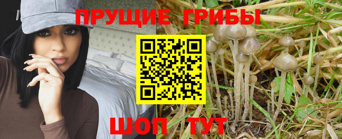 закладка  Псилоцибиновые грибы Magic Shrooms  Вход с VPN  Новоалтайск 